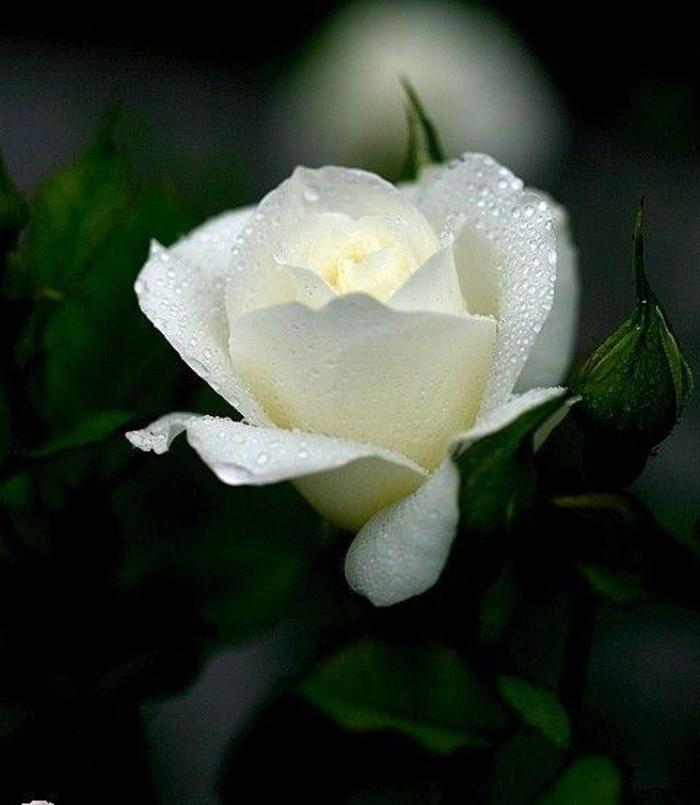 白玫瑰1.jpeg