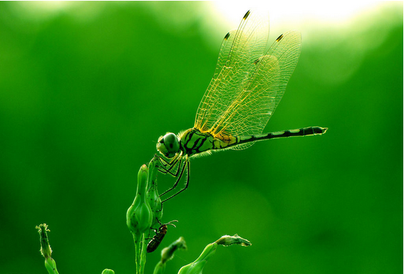 蜻蜓.png