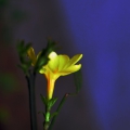 孤独的小黄花