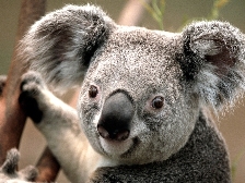 Koala1.jpg